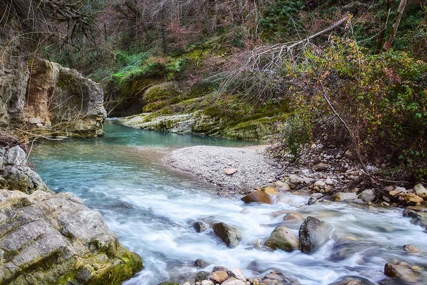 پوشش گیاهی جنگل بلیران