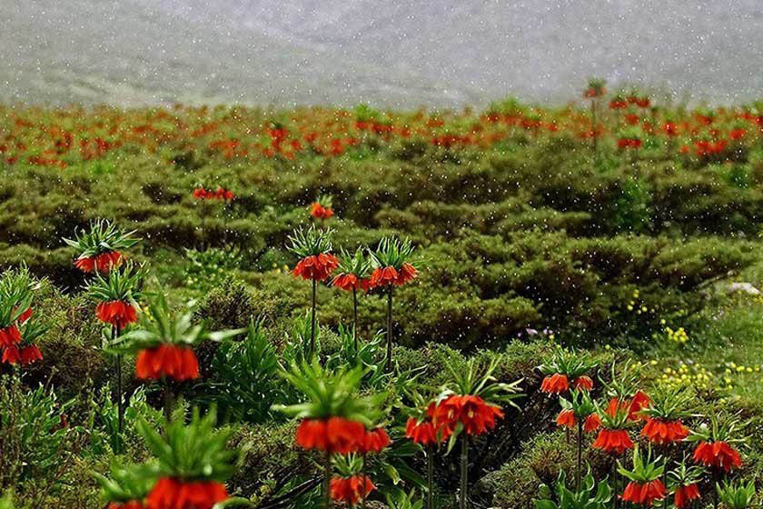 تاریخچه روستای دره بید