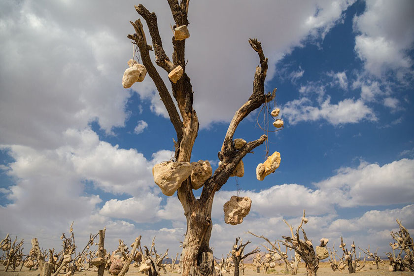 باغ سنگی سیرجان