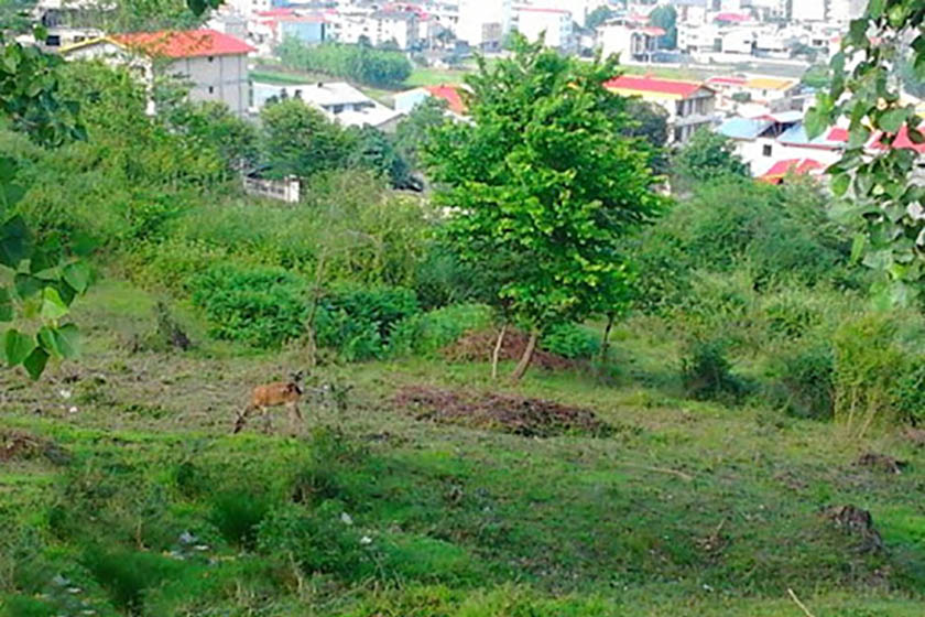 معرفی پارک جنگلی سیاه داران