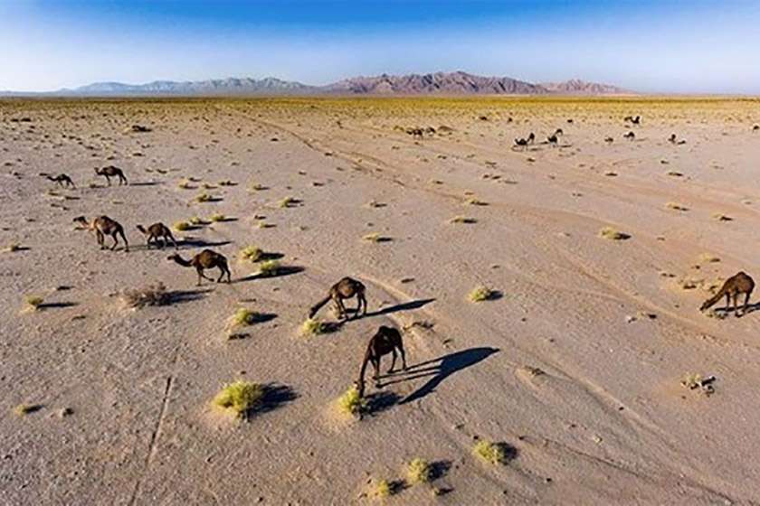 منطقه حفاظت ‌شده توران