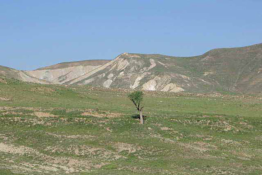 پوشش گیاهی منطقه