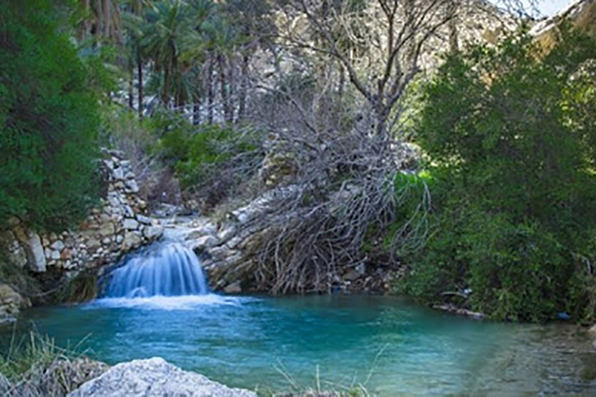 درباره جنگل گلوبردکان