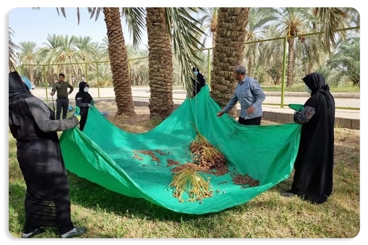 جشن خرما چابهار