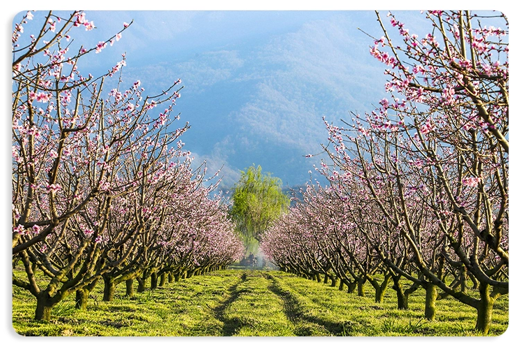 جشنواره شکوفه‌های بهاری مرکبات در چالوس