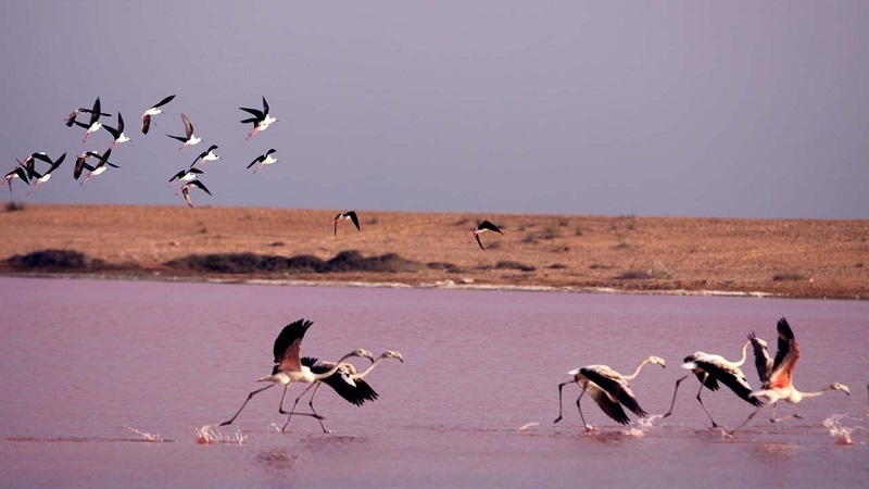 تالاب صورتی لیپار