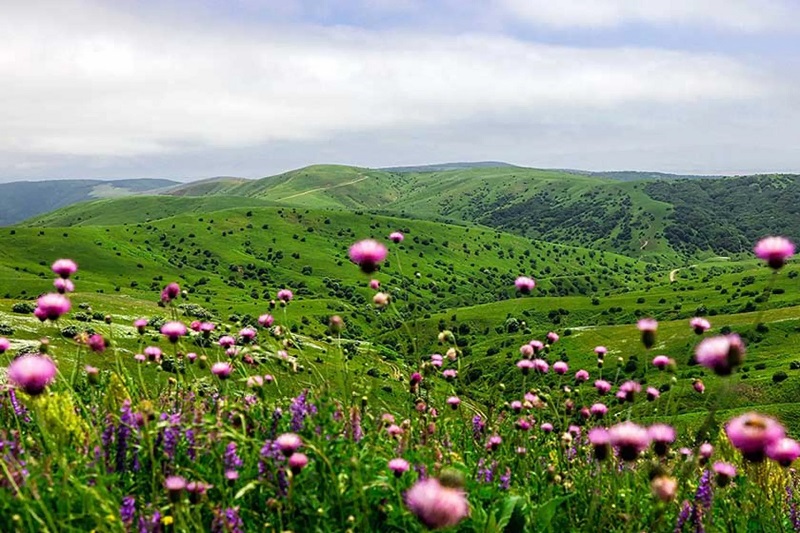 جنگل فندقلو در اردبیل