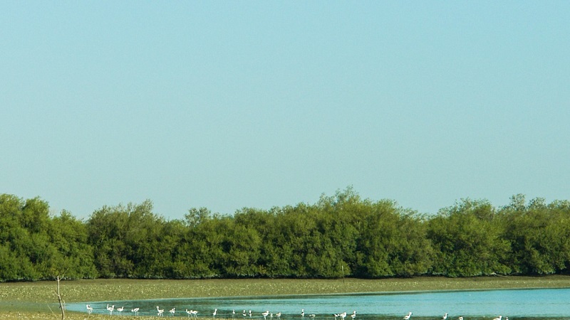 جنگل‌های حرا و خلیج گواتر