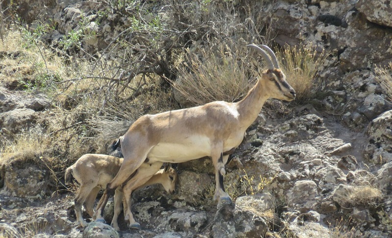 پارک ملی تنگ صیاد
