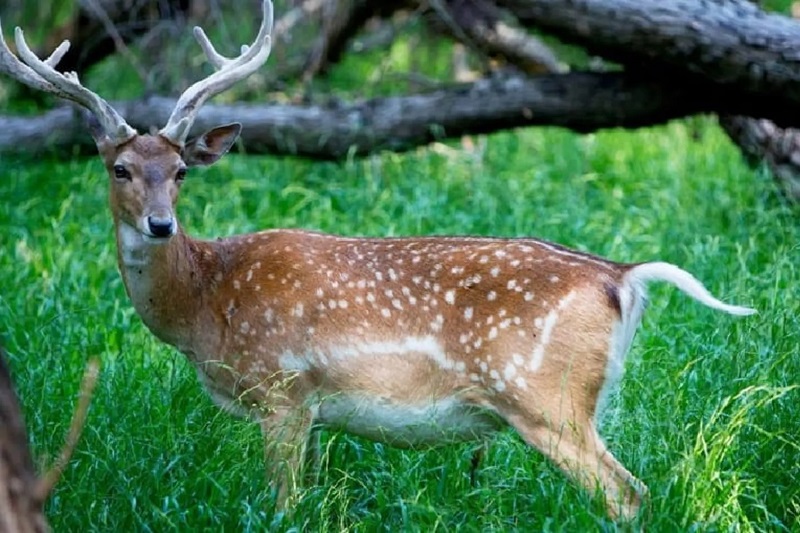 پناهگاه حیات وحش دشت ناز در ساری