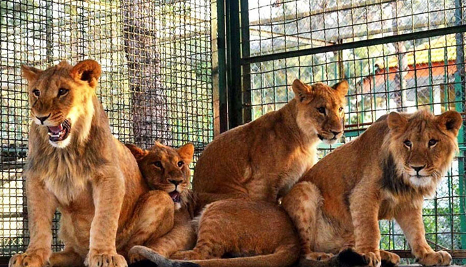 باغ وحش دوشنبه