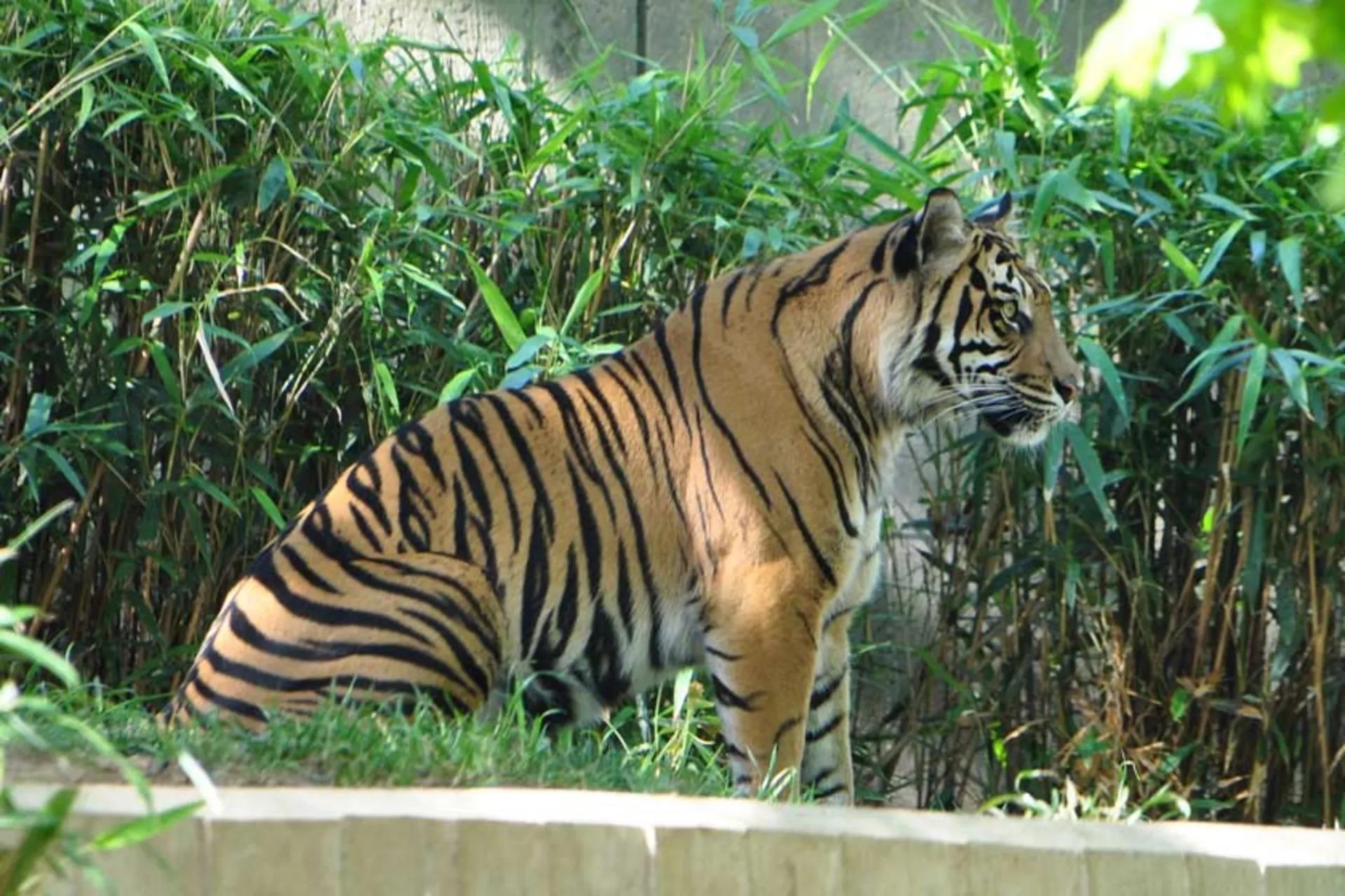 باغ وحش ملی دهلی