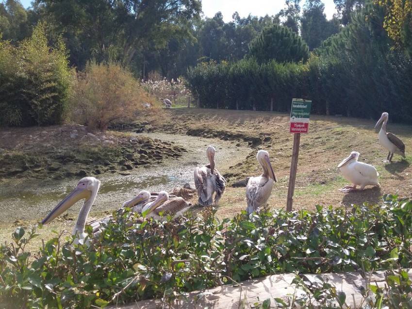 حیات وحش ازمیر