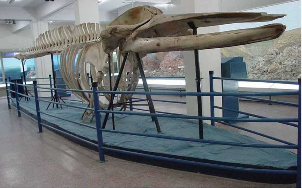 موزه تاریخ طبیعت در پاکستان